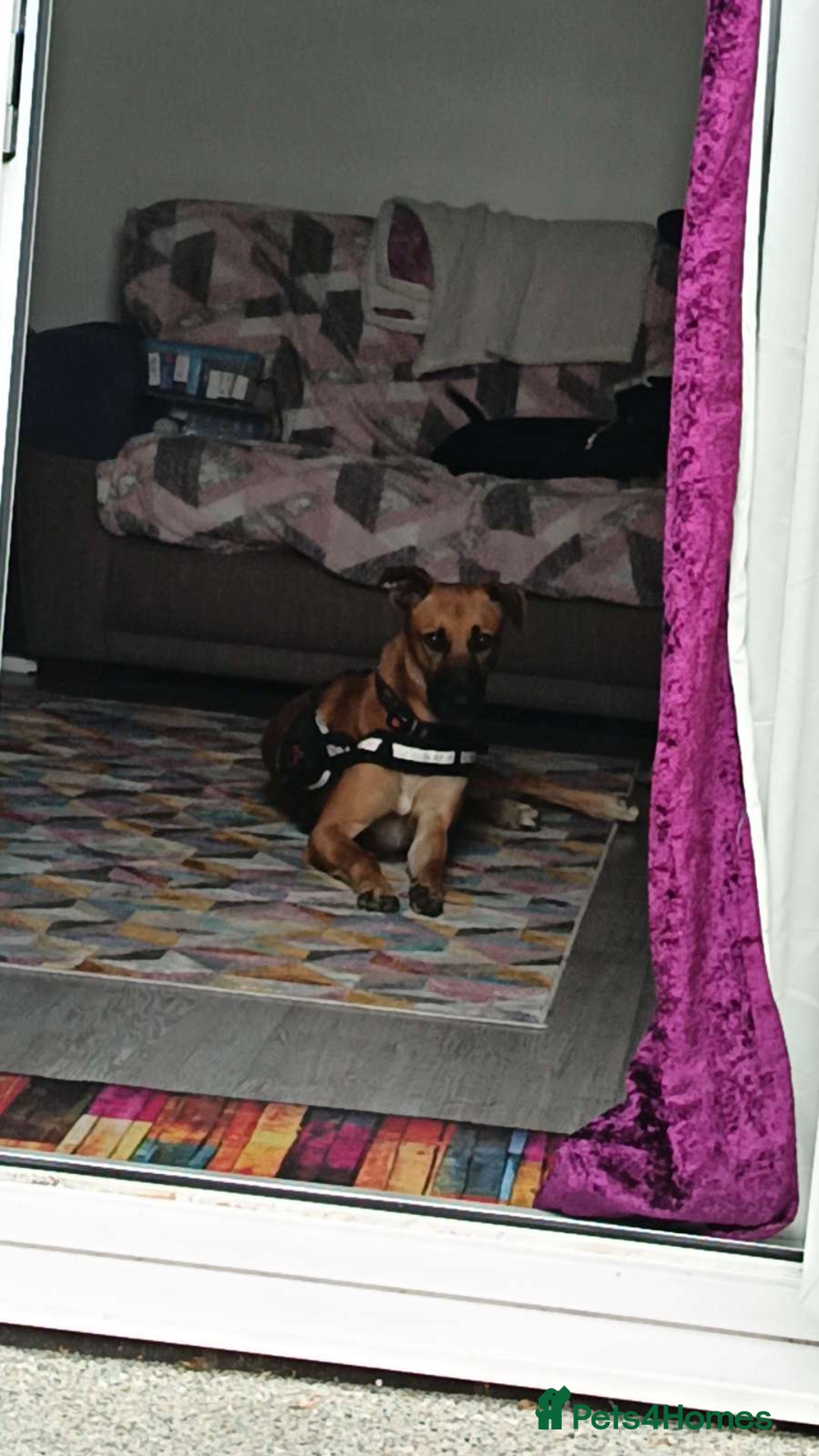 Mixed Breed dogs for sale: 14 month old German shepherd X Saluki  - Image 4