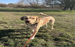 Mixed Breed dogs for adoption: 💚 Monty 💚 - Image 2