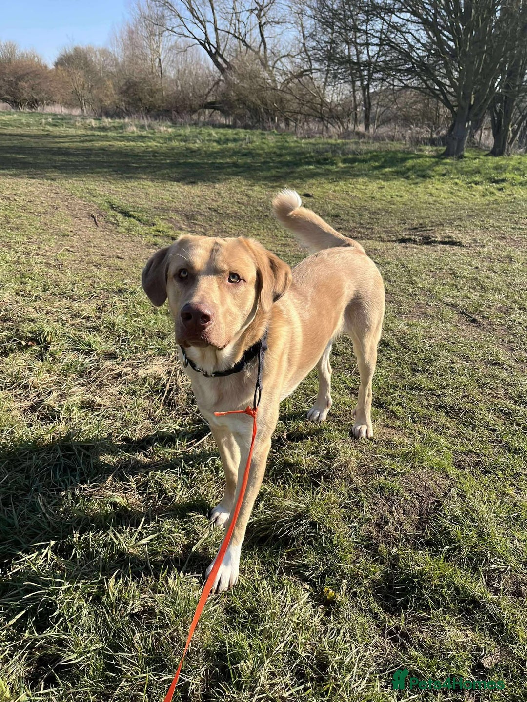 Mixed Breed dogs for adoption: 💚 Monty 💚 - Image 2