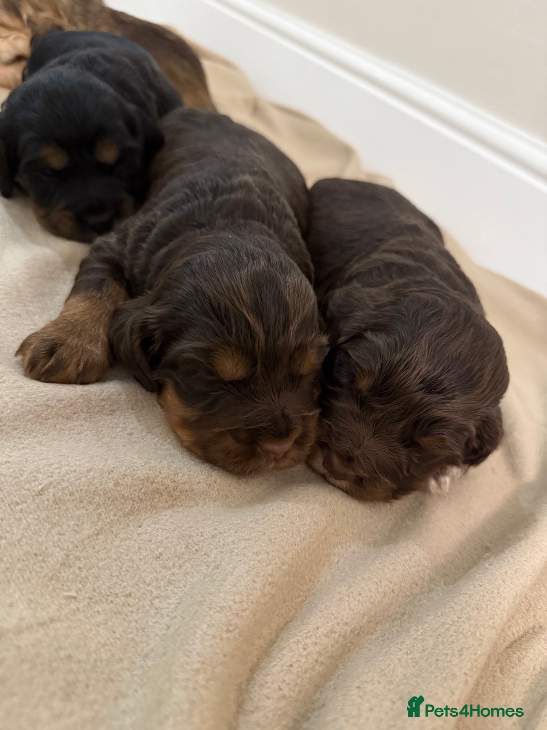 Cocker Spaniel dogs for sale: 2 girls left! Litter of 6 adorable kc reg puppies  - Advert 16