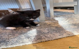 Domestic Shorthair cats for sale: 2 Male kittens - Image 6