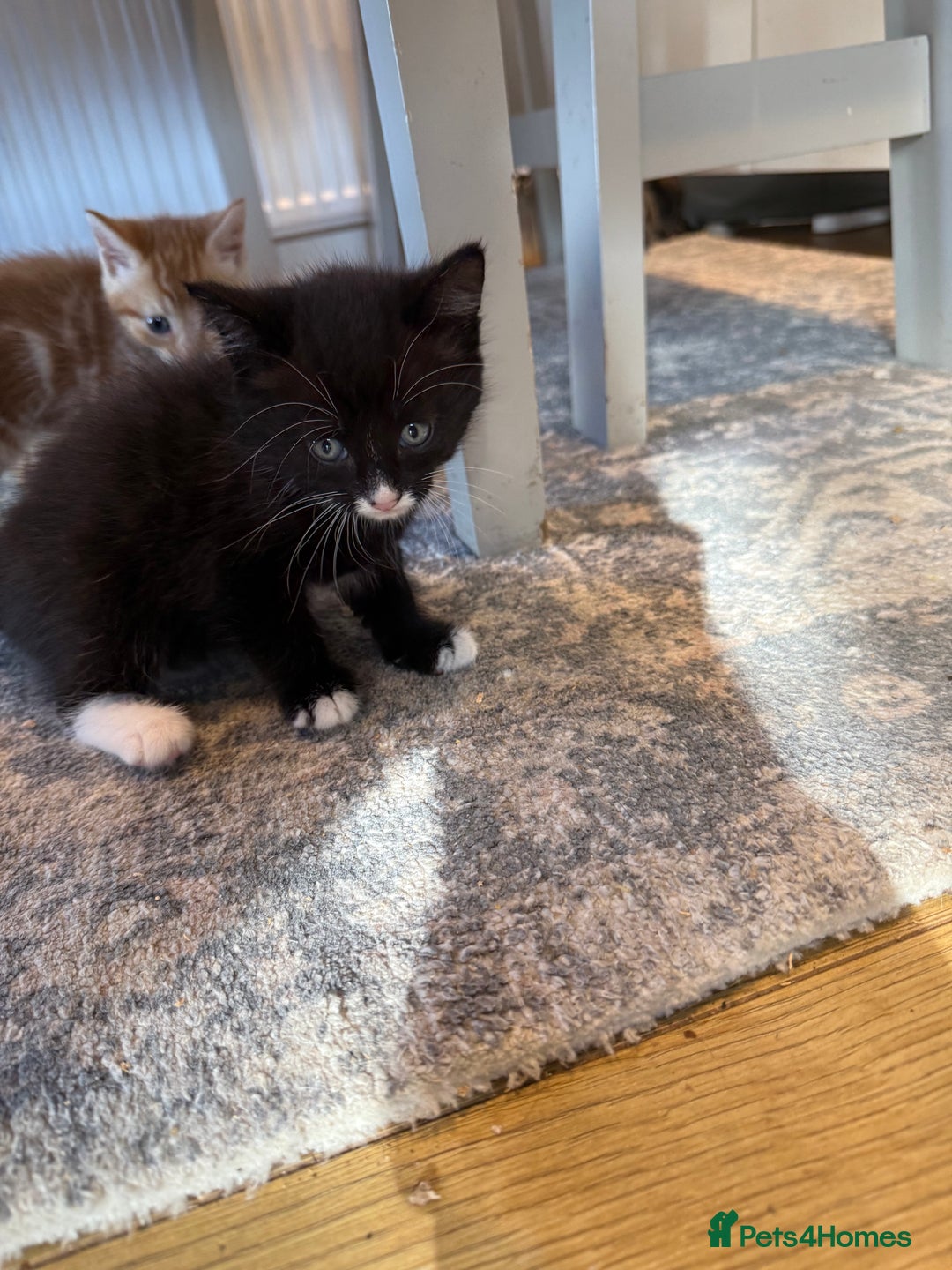 Domestic Shorthair cats for sale: 2 Male kittens - Image 6