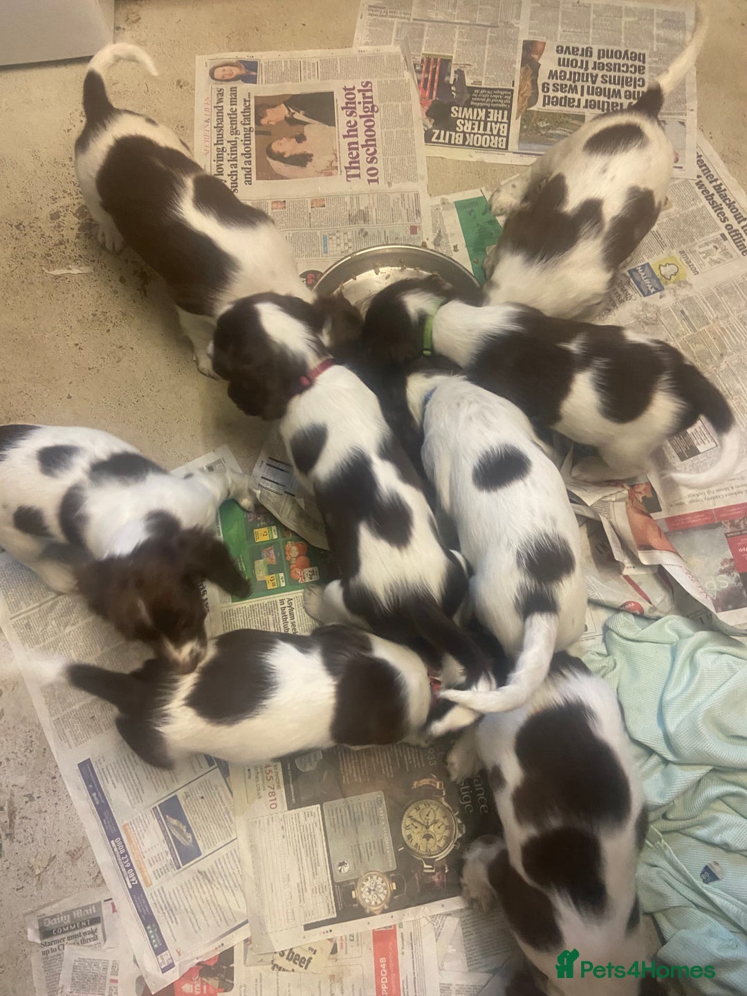 English Springer Spaniel dogs for sale: Springer spaniel 1 girl left - Advert 5