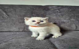 British Shorthair cats for sale: TICA Blue/gold/silver colourpoint - Image 16