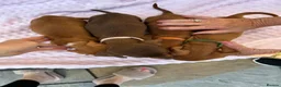 Miniature Dachshund dogs for sale: lovely miniature dachshunds puppies for sale in Worthing - Advert 1