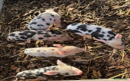 Pig livestock for sale: Stunning Mini Pigs - Image 11