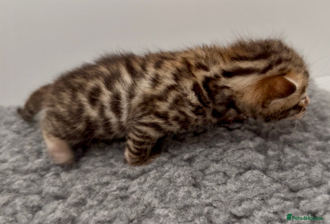 Bengal cats for sale: Exceptional show quality Brown TICA registered 🥰 - Image 17