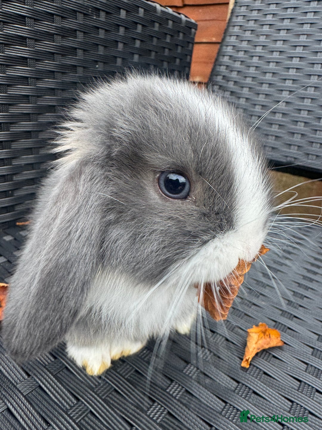 Mini Lop rabbits for sale: Pure mini lops  - Advert 1