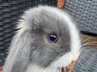 Mini Lop rabbits - Advert 23