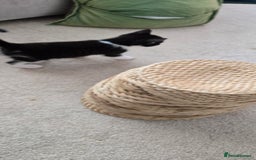 Mixed Breed cats for sale: Heart-Marked & Beautiful Kittens Ready - Image 22