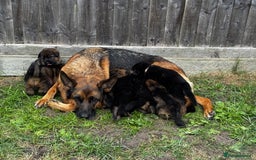German Shepherd dogs for sale: Last stunning male puppy available  - Image 5