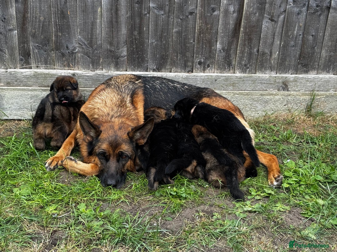 German Shepherd dogs for sale: Last stunning male puppy available  - Image 5