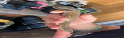 Lizard reptiles for sale: Uromastyx Nigriventris in Brierley Hill - Advert 5