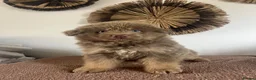 German Shepherd dogs for sale: German Shepherd Puppies Liver Tan Isabella Tan  - Advert 7