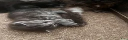 Maine Coon cats for sale: Maine coon cross kittens in Melksham - Advert 3