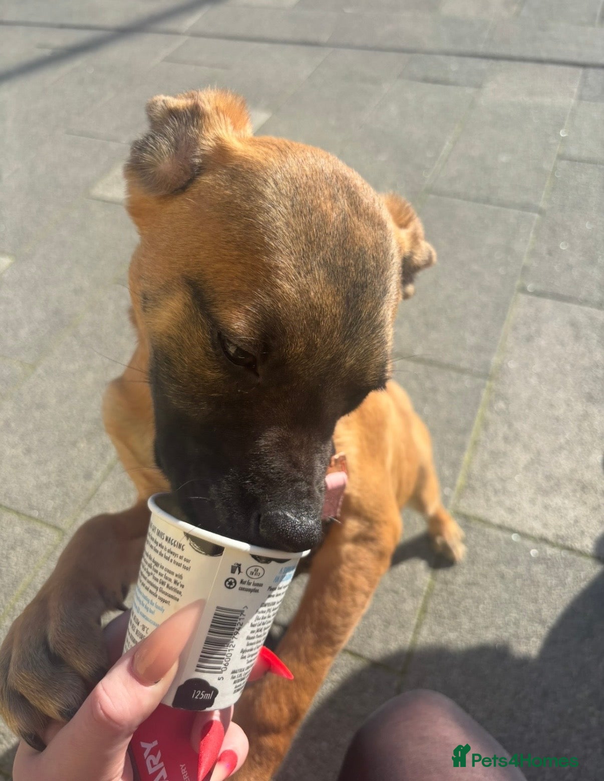 Mixed Breed dogs Belgian Mali x American Bulldog - Advert 9