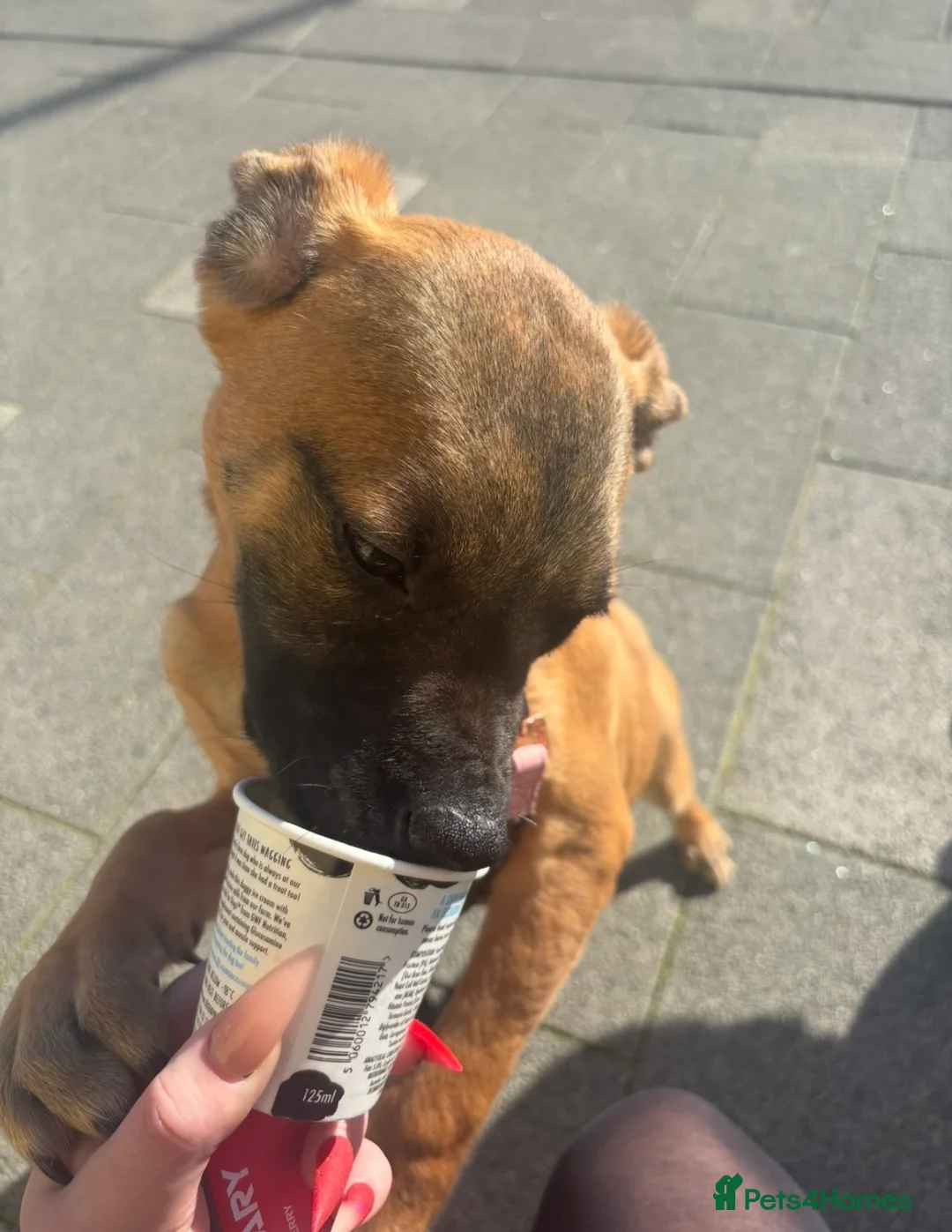 Mixed Breed dogs for sale: Belgian Mali x American Bulldog - Advert 1
