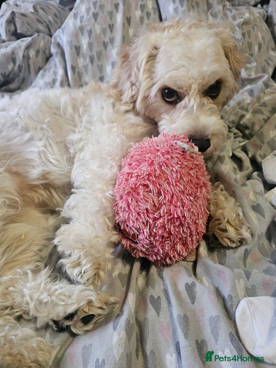 Cavachon dogs for sale: 3 year old Cavachon  - Image 5