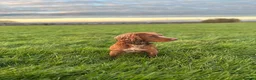 Cocker Spaniel dogs for stud: Working Cocker Spaniel Stud (proven) - Advert 11