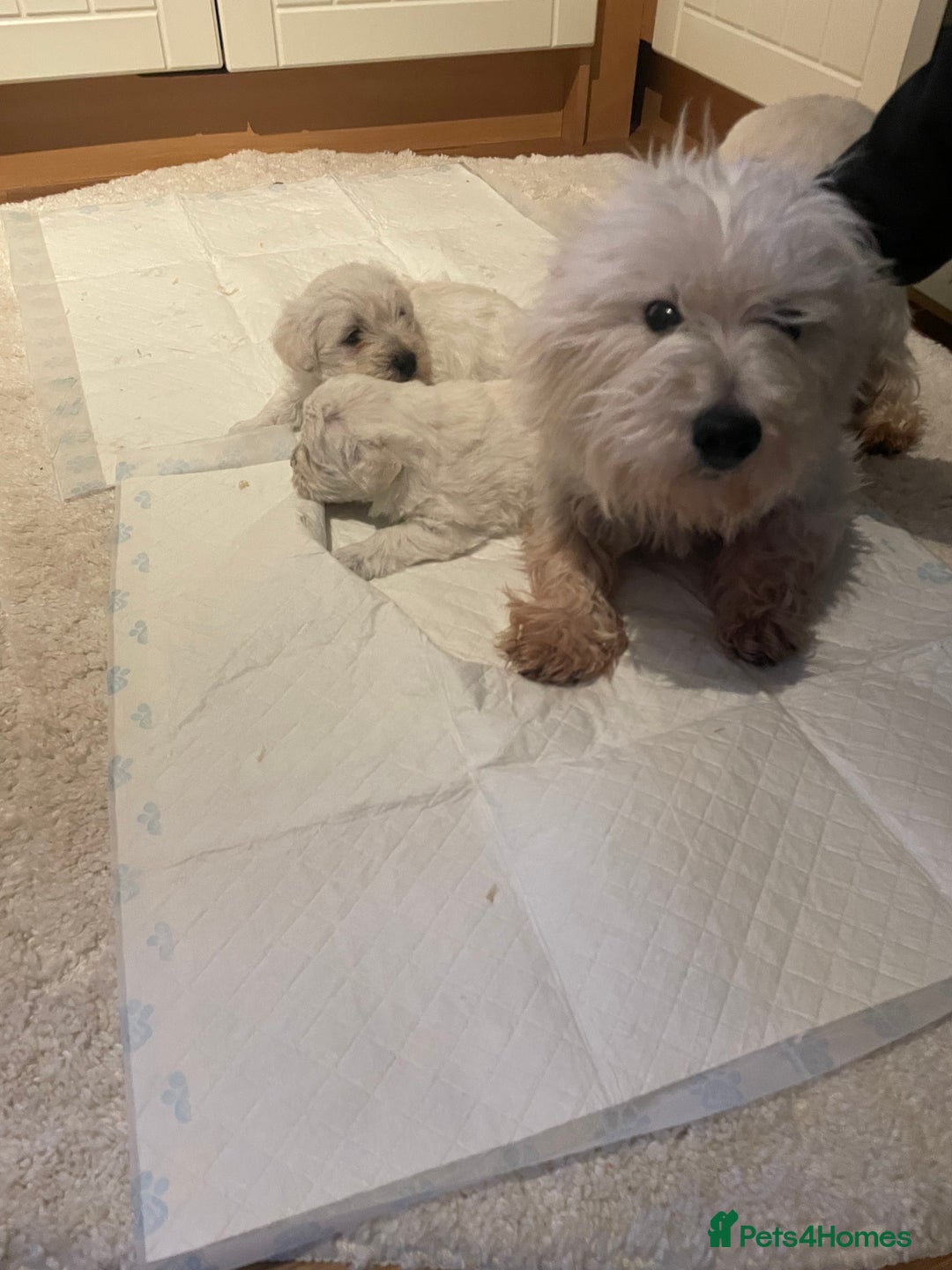 Mixed Breed dogs for sale: westypoos  - Advert 1