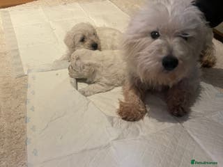 Mixed Breed dogs westypoos - Advert 12