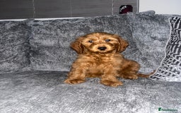 Cockapoo dogs for stud: Stunning F1 male cockapoo stud  - Image 13