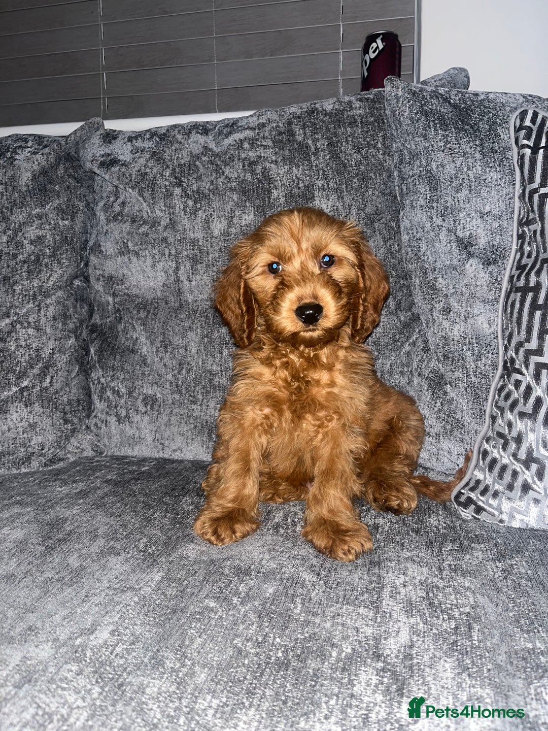 Cockapoo dogs for stud: Stunning F1 male cockapoo stud  - Image 13