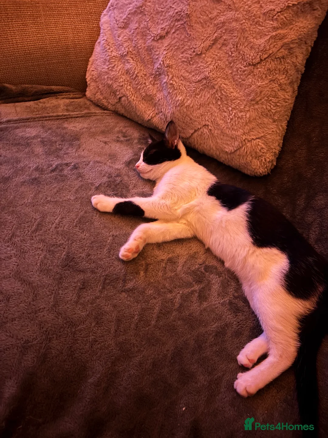 Mixed Breed cats for sale: Kitten  - Advert 3