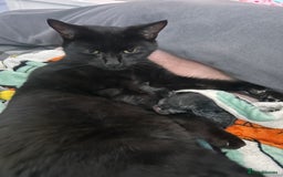 Mixed Breed cats for sale: 4 female kittens - Image 5