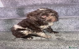 Cockapoo dogs for sale: Merle Cockapoos - Advert 9