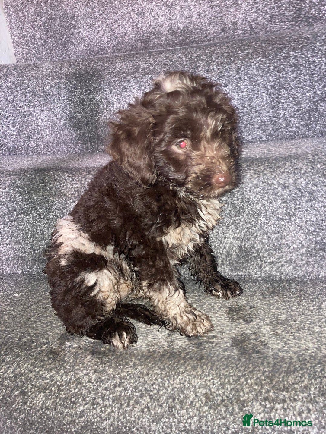 Cockapoo dogs for sale: Merle Cockapoos - Advert 9