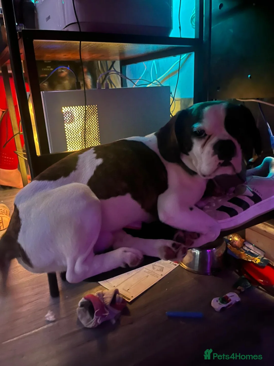 Mixed Breed dogs for sale: Bailey needs a new home  - Advert 2