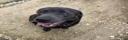 Labrador Retriever dogs for stud: Gorgeous KC Charcoal Labrador Stud - Advert 7