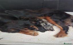 Cavapoo dogs for sale: Beautiful Phantom Merle and Phantom Cavapoos - Image 30