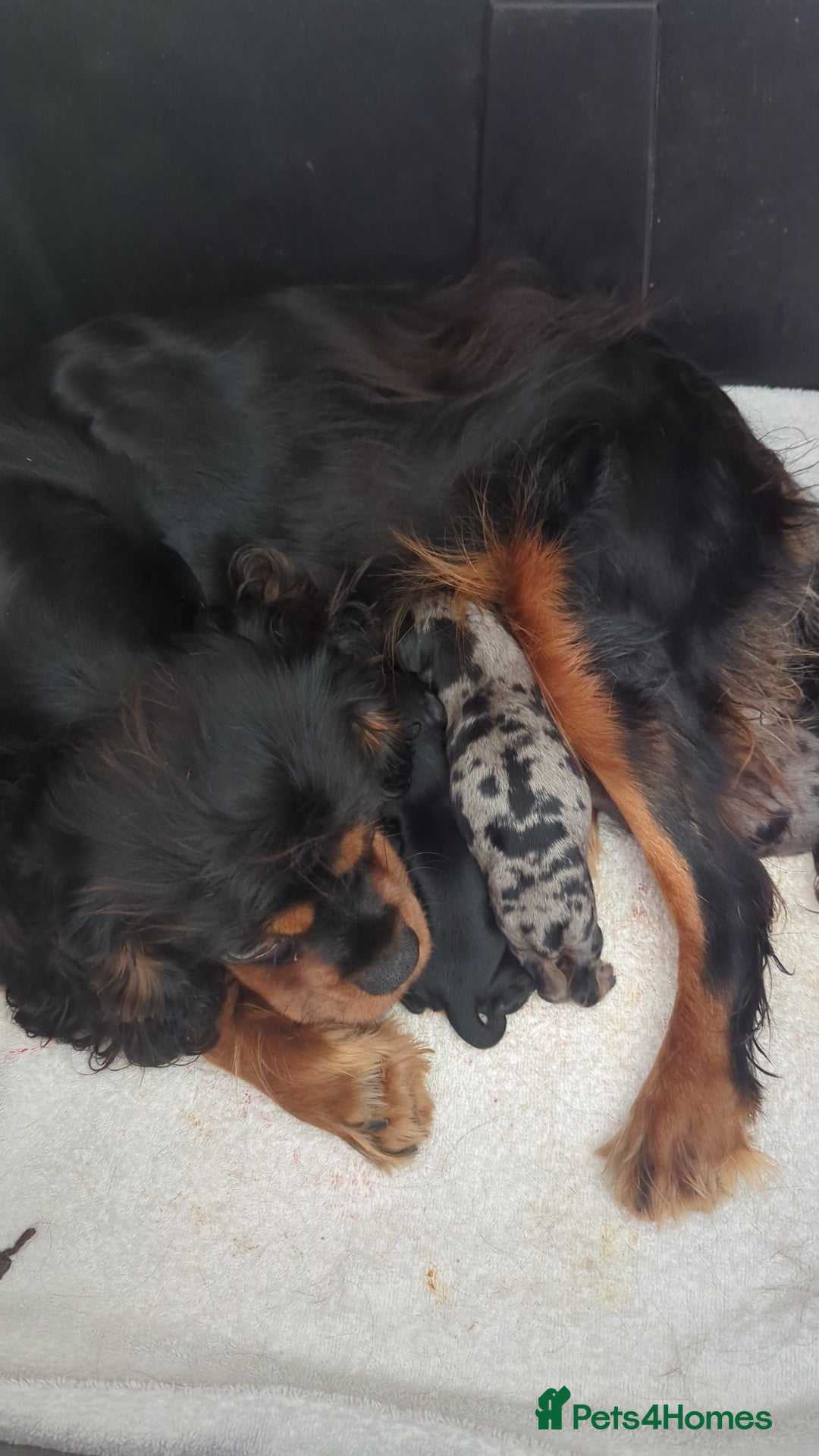 Cavapoo dogs for sale: Beautiful Phantom Merle and Phantom Cavapoos - Image 30