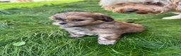 Mixed Breed dogs for sale: Shihpoo - Advert 19