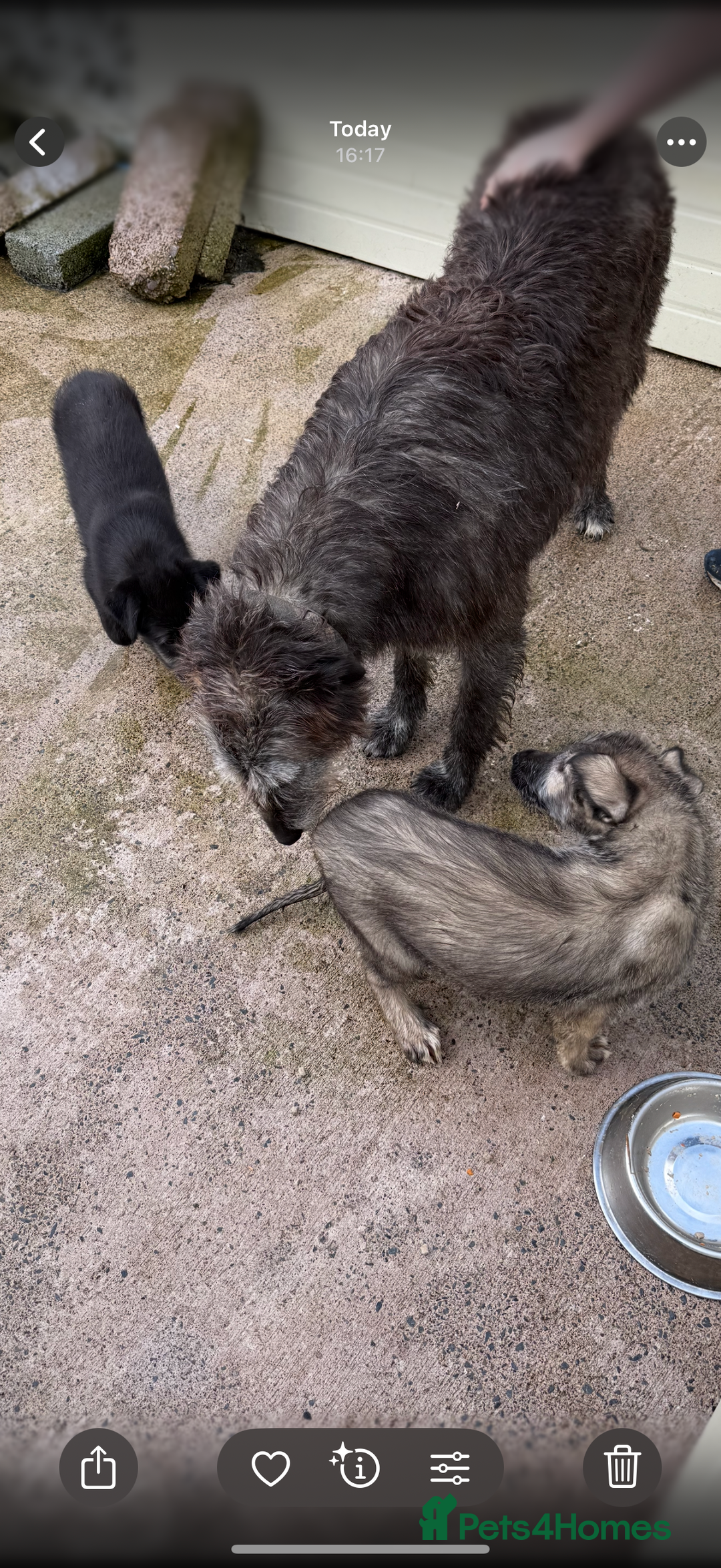 Irish Wolfhound dogs for sale: Irish wolfhound puppies - Image 16