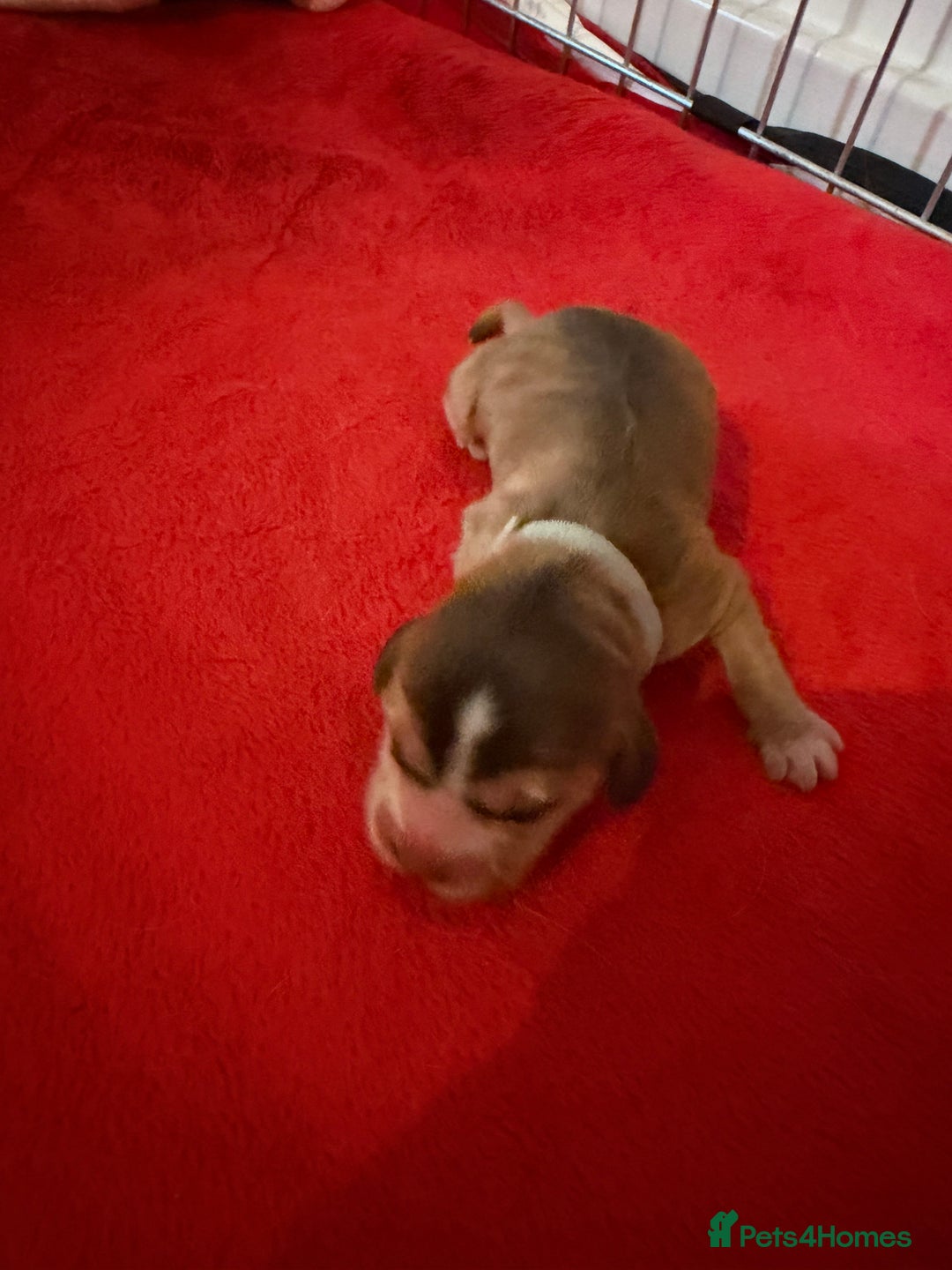 Cocker Spaniel dogs for sale: Showtype Cocker spaniel pups KC registered  - Advert 36