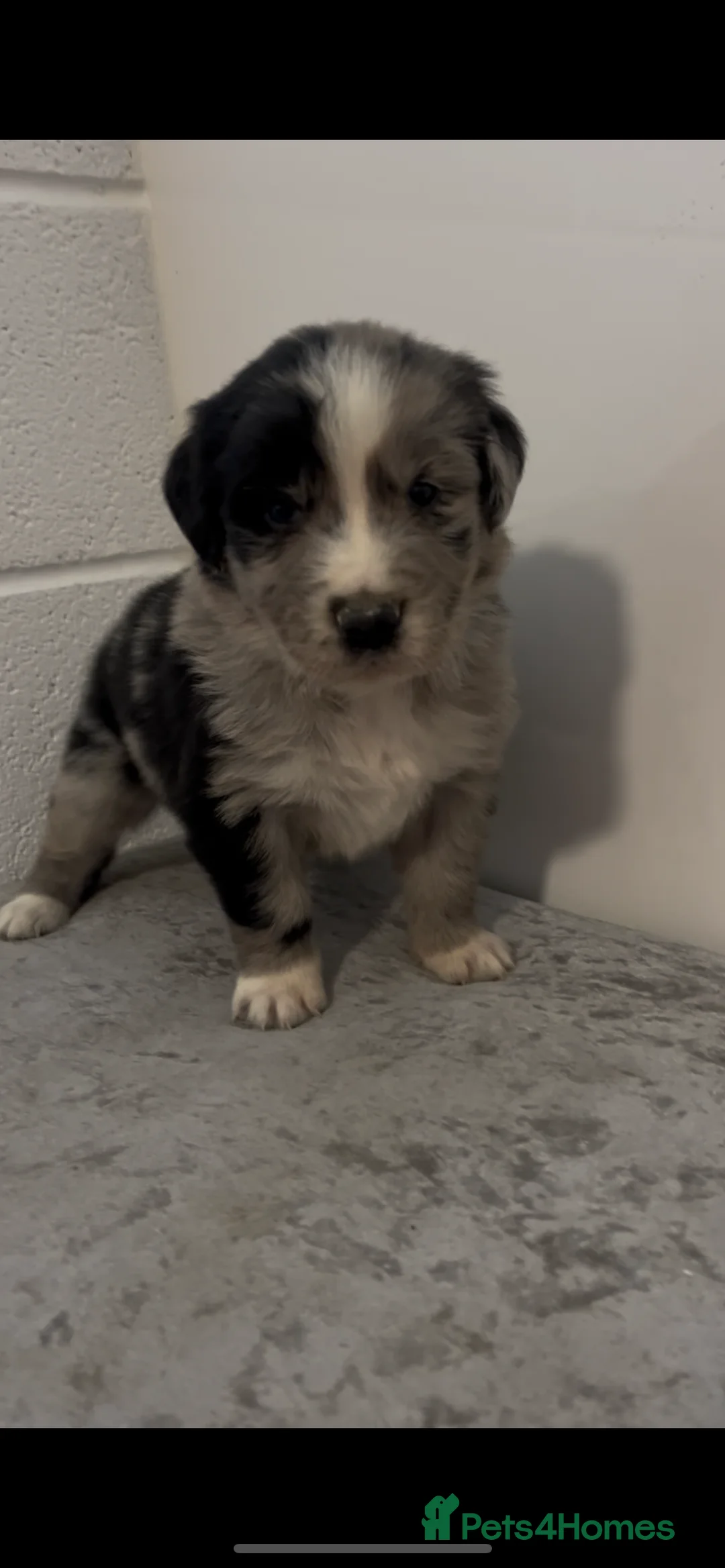 Mixed Breed dogs for sale: Australian Shepherd x Golden Retriever Merle&black - Advert 3