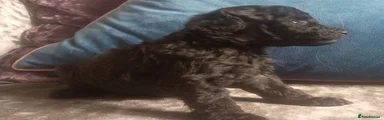 Cavapoo 2