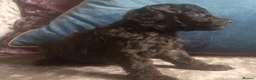 Cavapoo dogs for sale: F1BB Cavapoo pups - Advert 8
