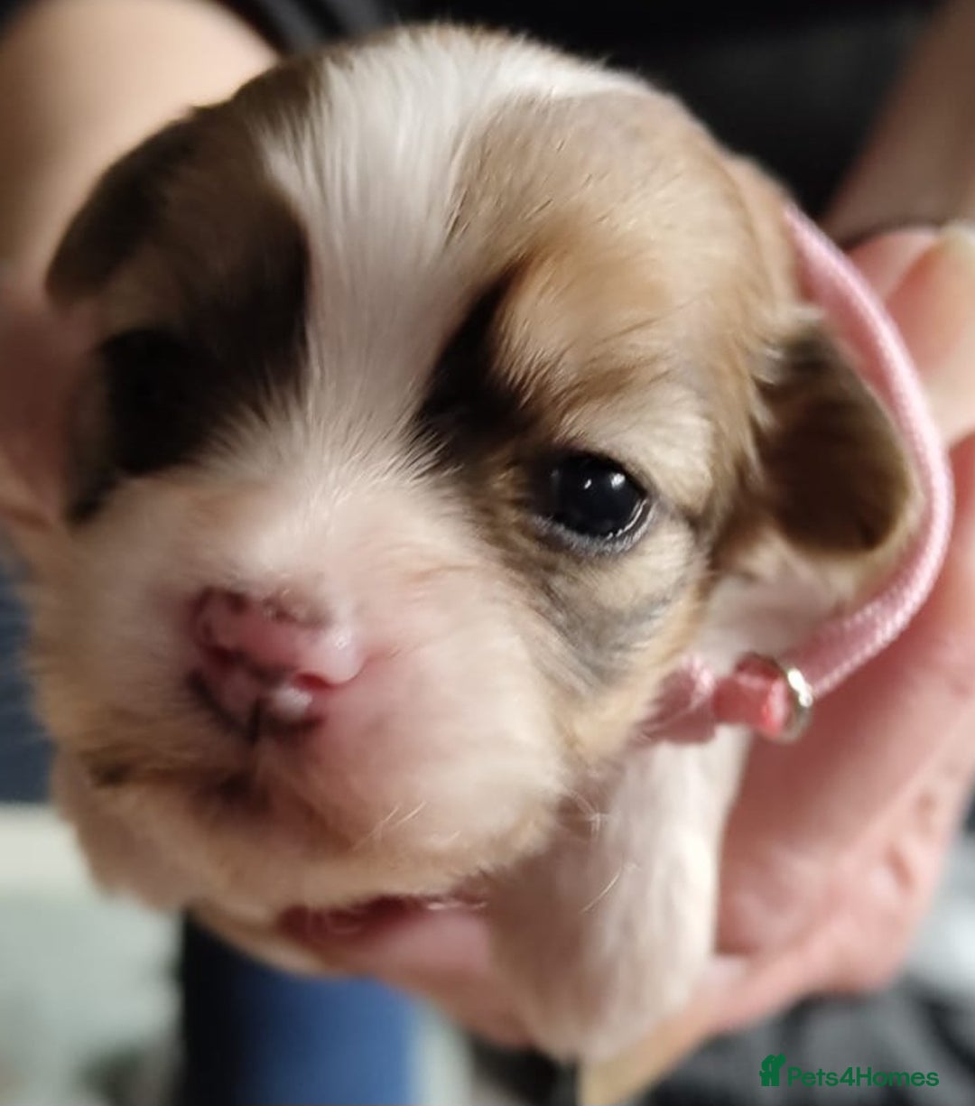 Lhasa Apso dogs for sale: KC REG LHASA APSO PUP(1 left) RED BOY) - Advert 19