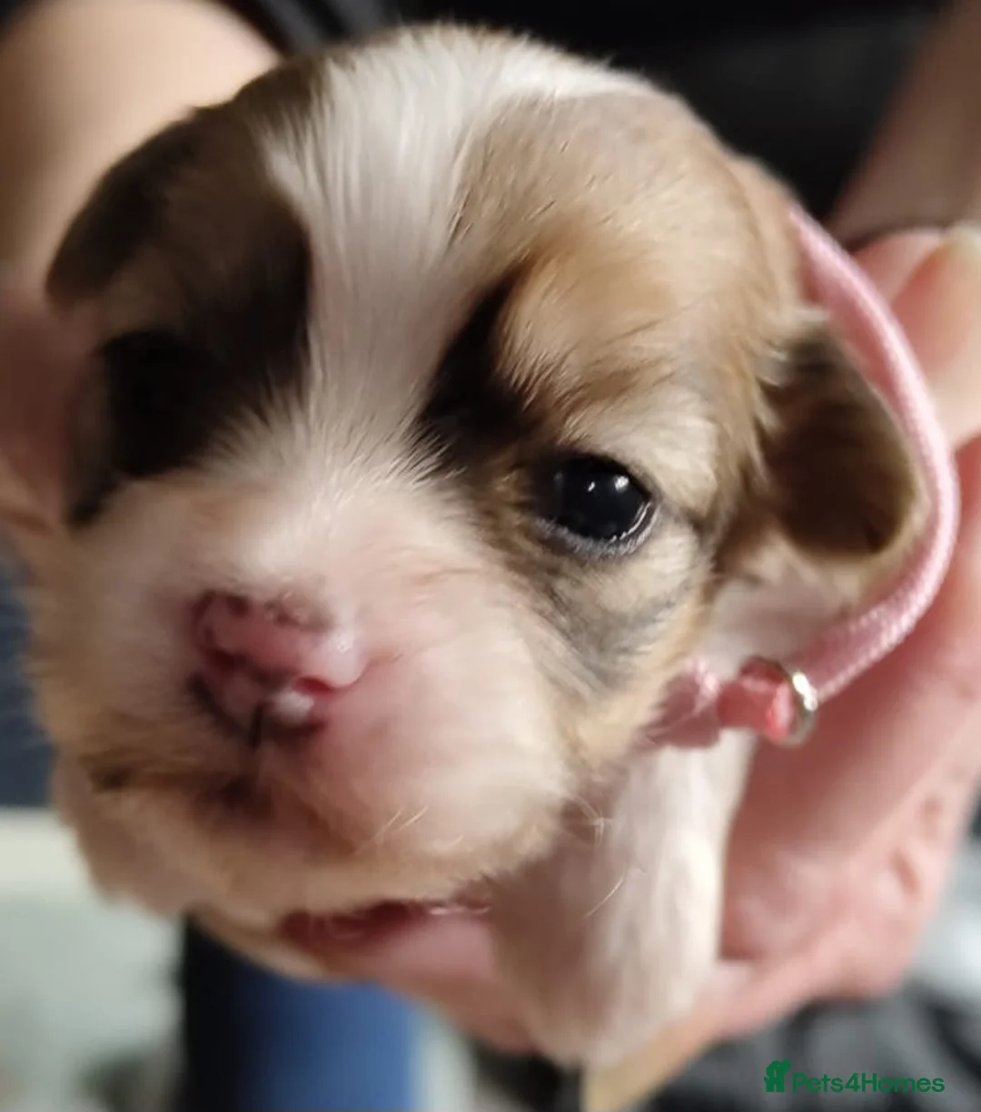 Lhasa Apso dogs for sale: KC REG LHASA APSO PUPS(1 boy left  pale blue) - Advert 17