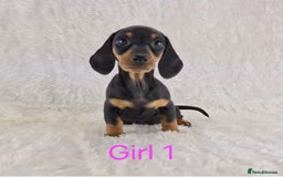 Miniature Dachshund dogs for sale: Beautiful Miniature Dachshund Puppies  - Image 19