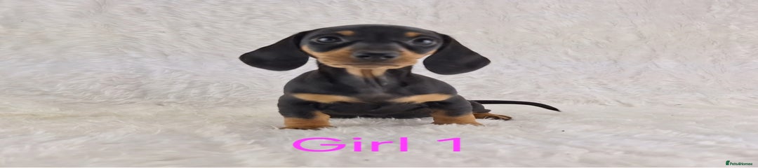 Miniature Dachshund Puppy 1
