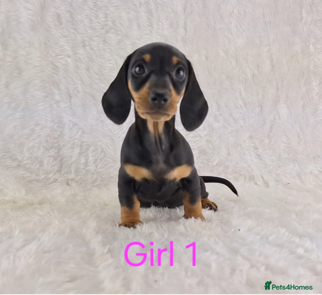Miniature Dachshund dogs for sale: Beautiful Miniature Dachshund Puppies  - Image 19
