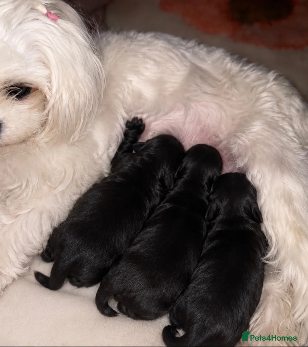 Maltipoo dogs for sale: ✨🖤 EXCLUSIVE ASIAN MALTIPOO BABIES 🖤✨ - Advert 3