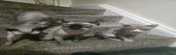 Sphynx cats for stud: Elf sphynx  - Advert 9