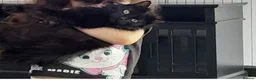 Mixed Breed cats for sale: Male kitten - Advert 1
