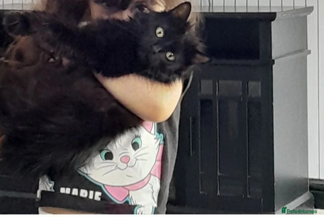 Mixed Breed cats for sale: Male kitten - Advert 1
